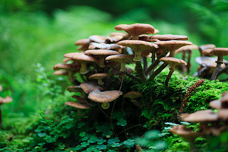 真菌孢子叶子生长殖民地腐烂生物苔藓树木森林蔬菜图片