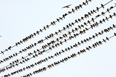 鸟类电缆乡村移民团体动物柱子天空金属野生动物蓝色图片