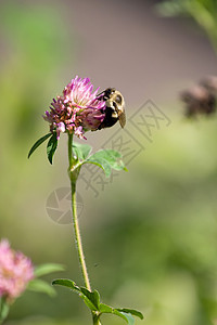 花朵上的大黄蜂蜜蜂野生动物花粉宏观植物紫色翅膀熊蜂植物群蜂蜜图片
