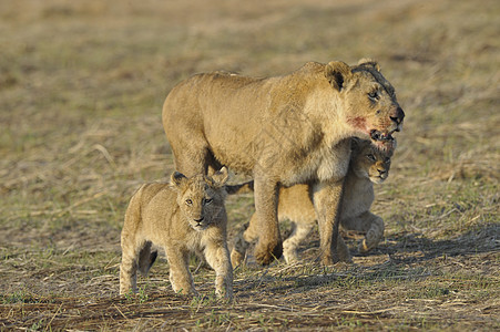 和幼崽一起打猎之后的狮子座哺乳动物母亲女性荒野母性阳光捕食者孩子们小猫家庭图片