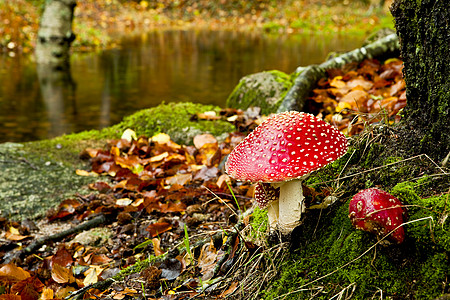 Amanita 有毒蘑菇生物学魔法宏观植物荒野季节菌类生长叶子生物图片