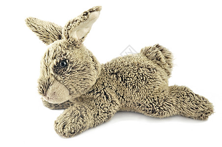 甜咪兔灰兔耳朵农场乐趣宠物生物兔子灰色白色投标背景