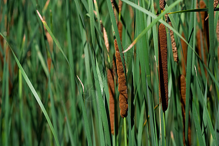 绿色甘蔗树叶植物芦苇蓝色季节香蒲衬套湿地沼泽支撑图片