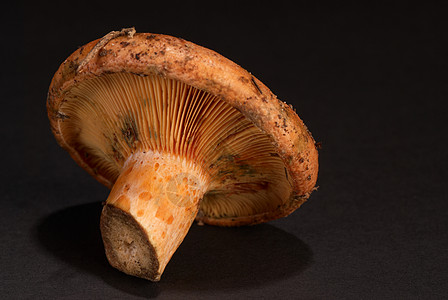 菇菌红松松蘑菇乳菇水平橙子背景