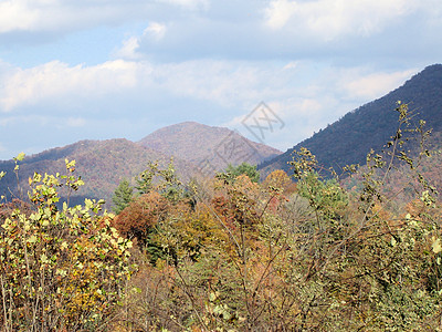 秋天的阿什维尔树木分支机构绿色树干山脉换季季节数控树叶植物群背景图片