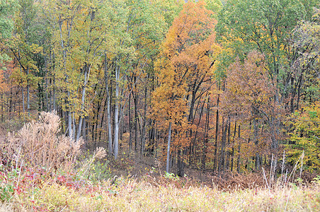 布朗县国家公园树干爬坡树叶植物群树木叶子绿色丘陵换季季节背景图片