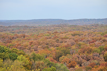 布朗县国家公园树木树叶树干叶子爬坡植物群季节丘陵绿色换季图片