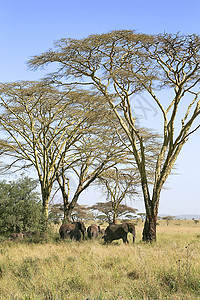 坦萨塞伦盖蒂国家公园大象场地野生动物假期动物象牙图片