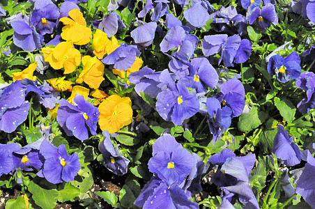 黄花和紫花背景图片