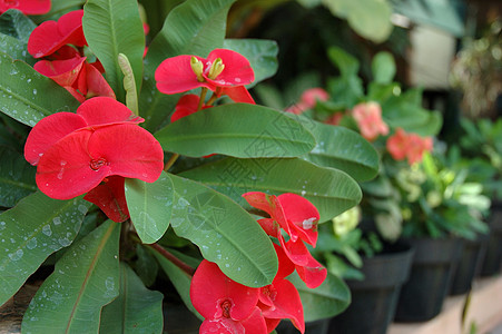 红花花园红色热带植物学树叶美丽宏观叶子植物墙纸图片