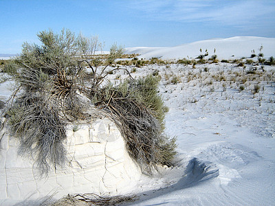 白沙叶子白色植物背景图片