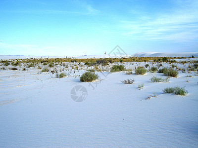 白沙叶子白色植物背景图片