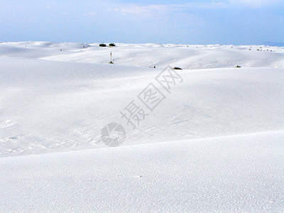 白沙叶子植物白色背景图片
