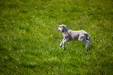 羊卓跳跃羔羊宠物朋友牧场喜悦场地婴儿农村草地动物哺乳动物背景