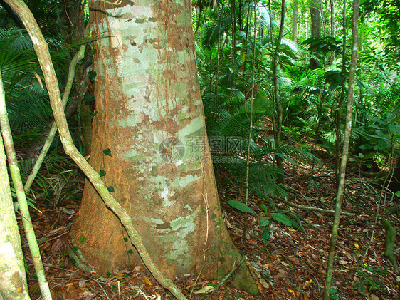 库兰达雨林澳大利亚昆士兰州衬套场景热带树皮旅行植被擦洗植物群树干风景图片