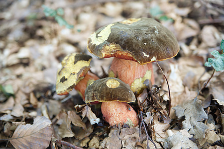 真菌孢子苔藓树叶殖民地腐烂土地叶子植物蔬菜生物图片