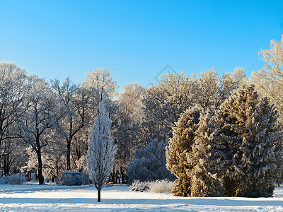 冬季公园环境季节性季节天气天空树木风景大路背景图片
