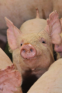 猪农场好奇心食物团体栅栏鼻子粉色家畜哺乳动物农业图片