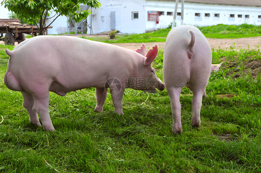 青年猪猪圈水平农场酒吧栅栏猪肉食物粉色鼻子好奇心图片
