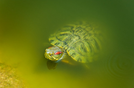 淡水海龟剧本爬虫乌龟绿色野生动物红耳水陆池塘水龟游泳图片