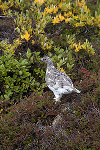 Ptarmigan拉古普斯穆图斯野生动物兔兔雷鸟图片