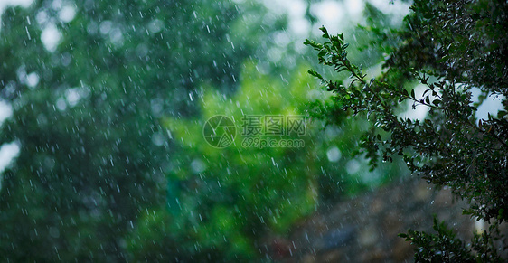 夏雨绿色树木雷雨场景森林天气洪水雨滴气候叶子图片