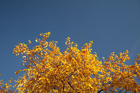 秋季叶子的颜色爆炸蓝色花园场景公园风景金子天空星尘木材森林图片