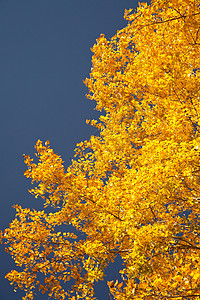 秋季叶子的颜色爆炸天空花园金子木材白痴风景蓝色白色百合树木图片