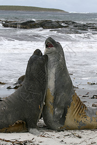 南象海豹动物哺乳动物野生动物图片