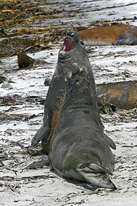 南象海豹动物哺乳动物野生动物图片