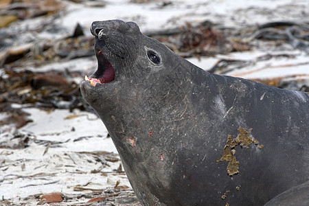 南象海豹哺乳动物野生动物动物图片