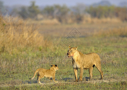 和幼崽一起打猎之后的狮子座哺乳动物太阳食肉家庭孩子们母性晶须婴儿男性大猫图片