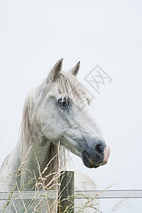 白马头照片马匹浅蓝色白色哺乳动物背景图片