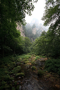 中国国家森林公园     张贾吉柱子城市遗产公吨公园森林多云世界风景树木图片