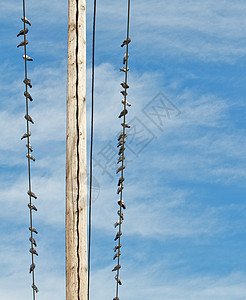 遥远电力线上的鸽子图片