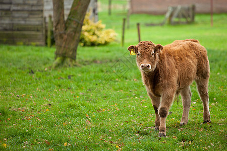 幼幼牛国家棕色乡村牧场小牛耳朵农村奶牛家畜动物图片