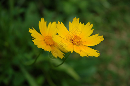 蒲公英花风景黄色植物场地绿色背景图片