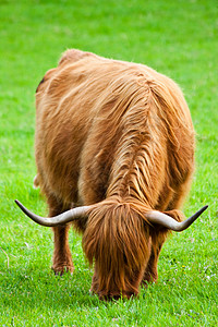 Angus 安古斯高地牧场长角牛喇叭护士牛奶牛肉牛扒哺乳动物农村图片