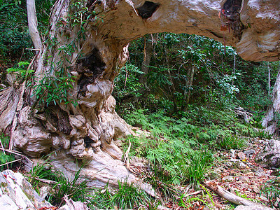 库兰达雨林澳大利亚昆士兰州植物植物群风景热带植被森林土地树皮擦洗旅行图片