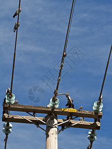 电线上最接近的鸽子图片