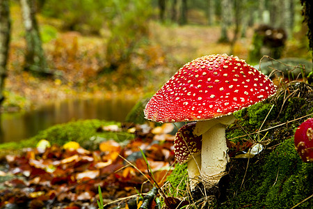 Amanita 有毒蘑菇植物菌类生物学宏观侏儒危险地面木头生物苔藓图片