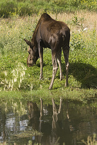 驼鹿耳朵黑色绿色毛皮反射麋鹿野生动物棕色高清图片