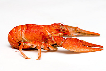 龙虾食物钳子橙子红色小龙虾背景图片