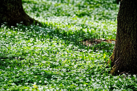地毯国家公园叶子木头环境多叶绿色树叶乡村植物图片