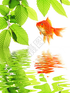 金金鱼动物分支机构环境反射晴天生态温泉树叶草地叶子图片