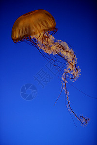 海藻织网果冻鱼图片