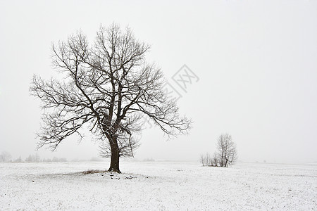 有树的寒雪冬季风景阴霾情绪光环孤独天气蒸气薄雾图片