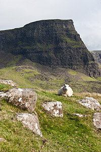 苏格兰的牧羊背景图片