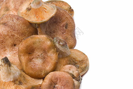 藏红牛奶帽或花生奶粉烹饪森林蘑菇收成橙子菌类野生动物菌根植物营养图片