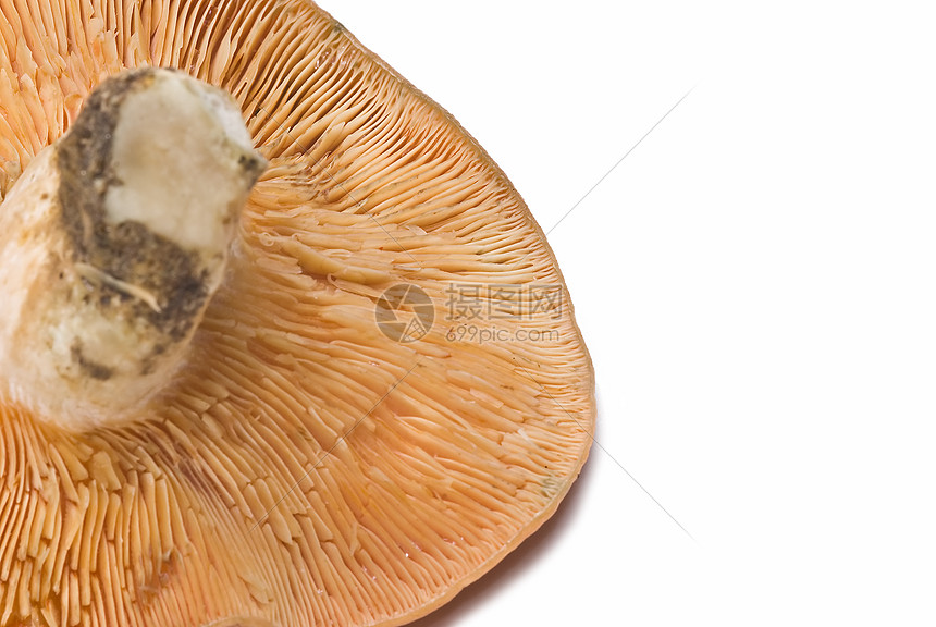 藏红牛奶帽或花生奶粉饮食菌根收成橙子蘑菇收藏野生动物白色场地烹饪图片